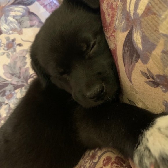 Meet your Posher, Kevin - Picture 1 of 1